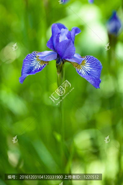 日光中的藍(lán)色花