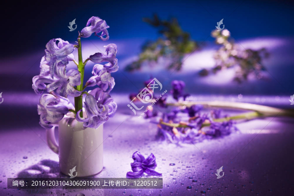 靜物與風(fēng)信子花在柔和的紫色的色彩和神奇的背景虛化