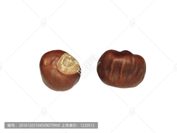 白色背景上的兩個板栗