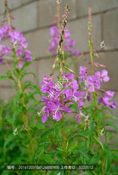 美麗的丁香花