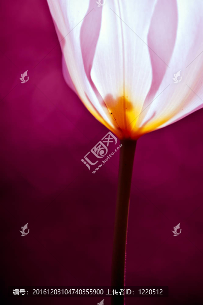 一朵抽象的花