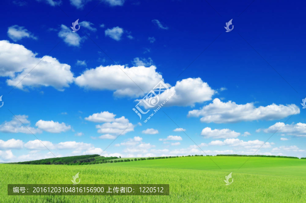 春天的草地