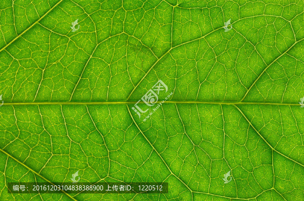 植物葉
