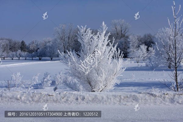樹上的新鮮雪