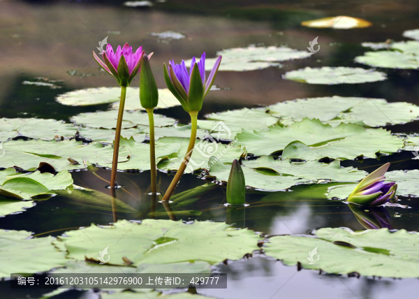 睡蓮,,蓮花