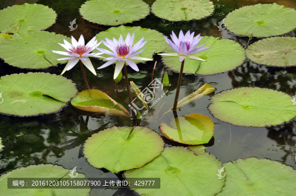 睡蓮,,,蓮花