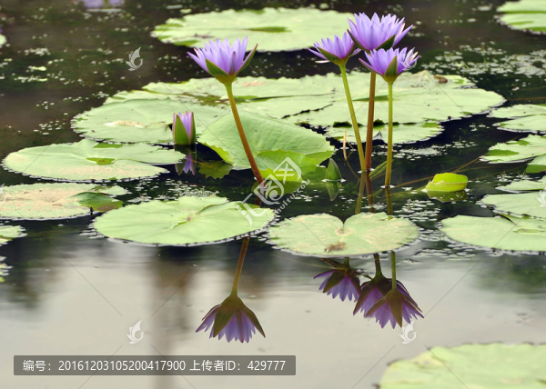水生植物