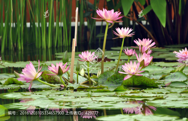 蓮花池,,蓮花山