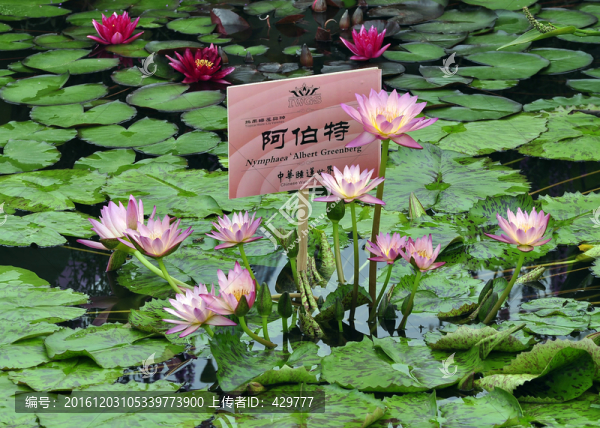 荷塘,,,水池