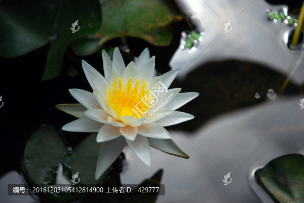 睡蓮