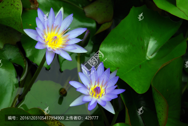 睡蓮