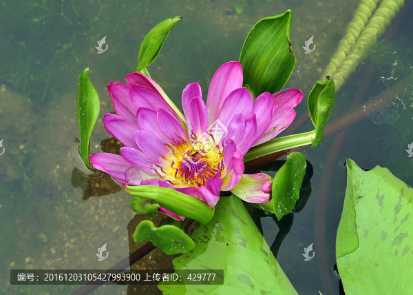 荷花,,蓮花