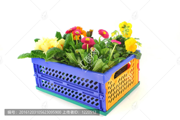 陽臺(tái)上的植物