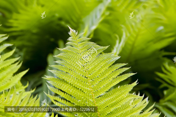 蕨類植物的葉子