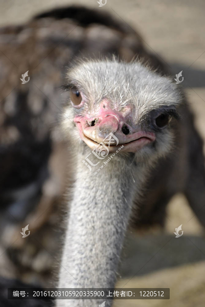 動物園里的鴕鳥
