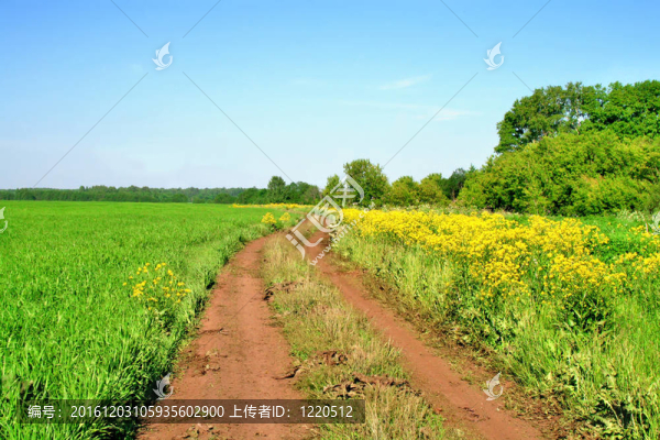 土路