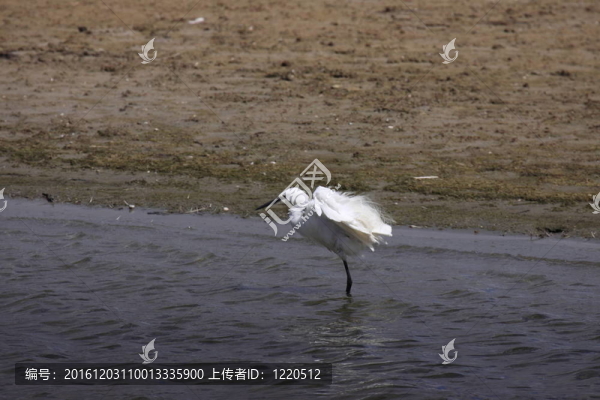 白鷺；Aigrette,Garzette