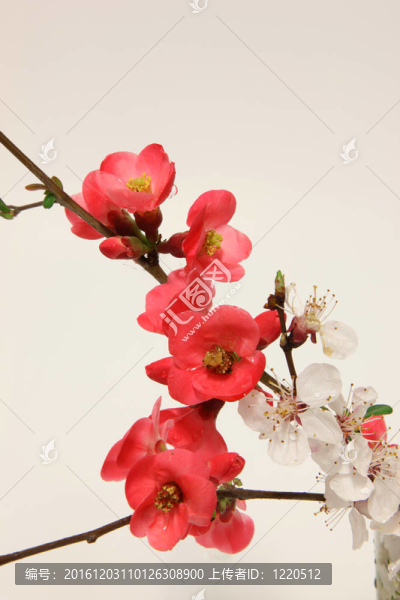花
