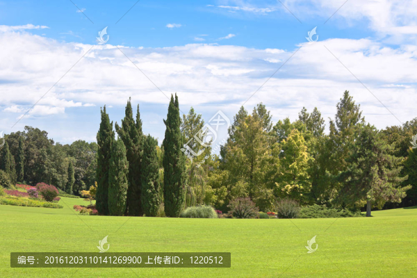 夏天的公園