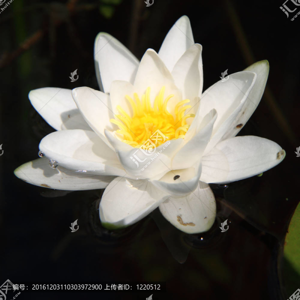 睡蓮