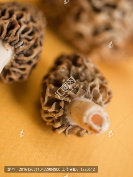 羊肚菌蘑菇