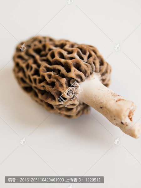 羊肚菌蘑菇