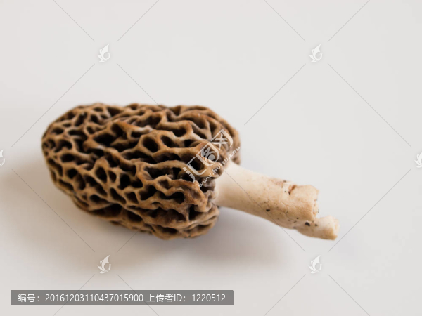 羊肚菌蘑菇
