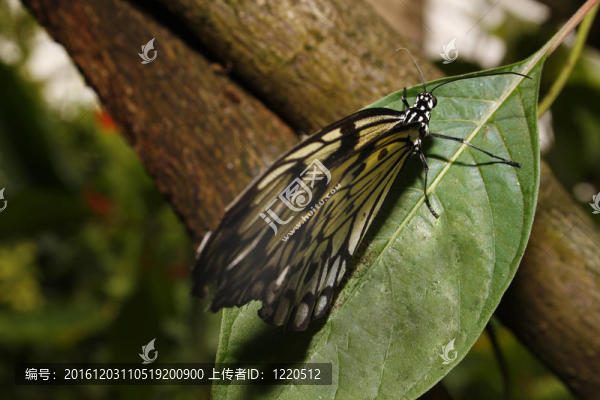 鵩鳥賦
