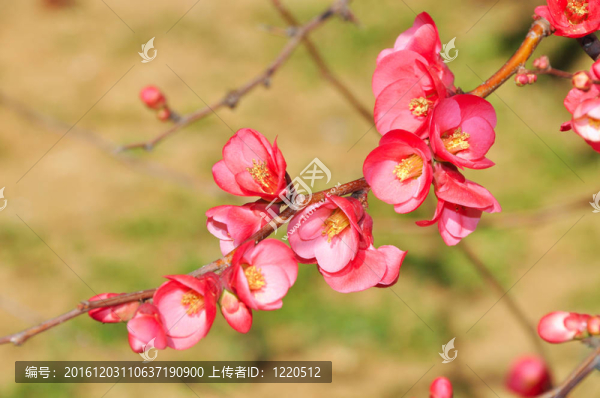 春天的花朵