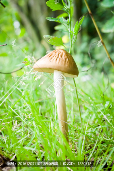 蘑菇