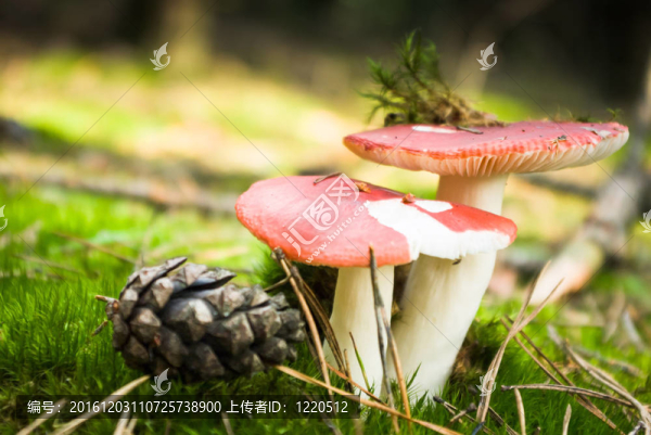 蘑菇
