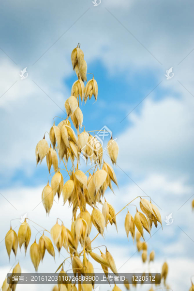 燕麥