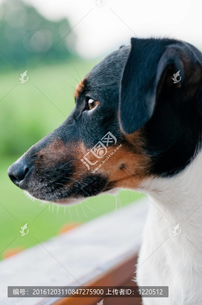 杰克羅素梗犬