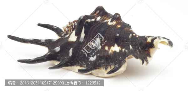 美麗的貝殼