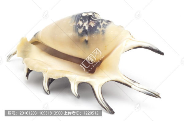美麗的貝殼