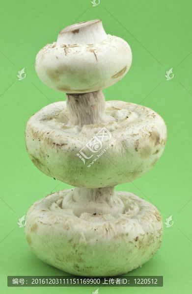 蘑菇