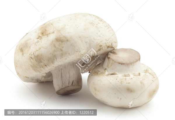 蘑菇