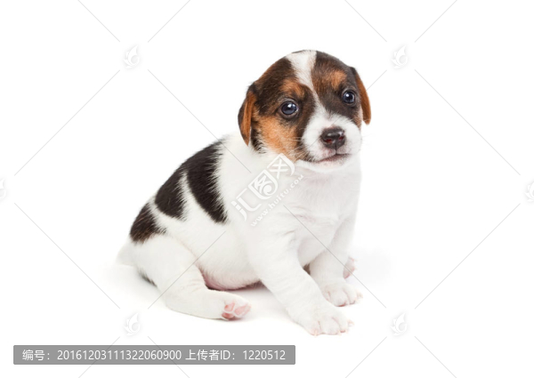 Jack,Russell幼犬