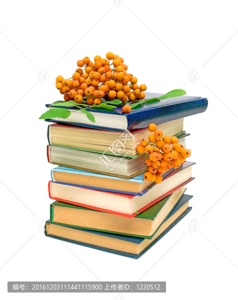 書籍和白色背景上的一束花楸漿果