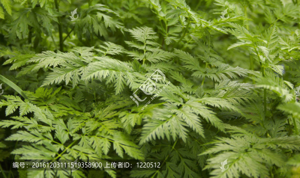 蕨類植物