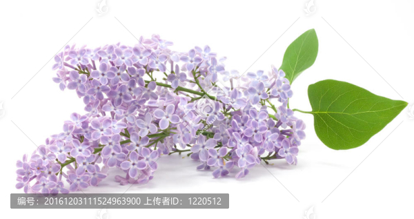 丁香花