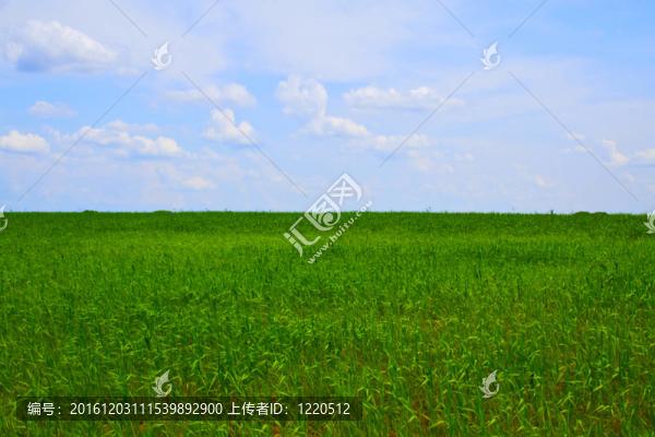 綠色的田野