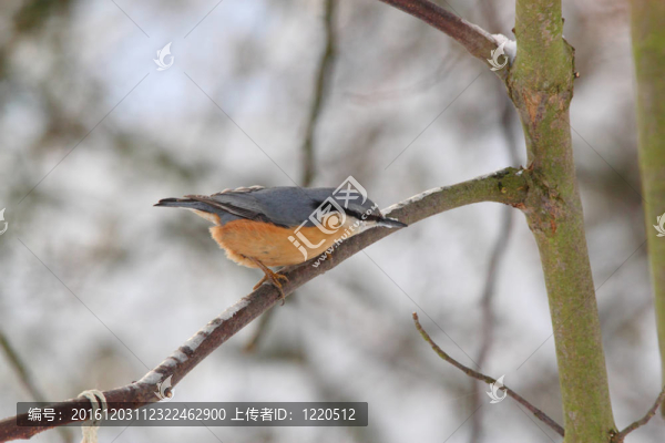 普通鳾