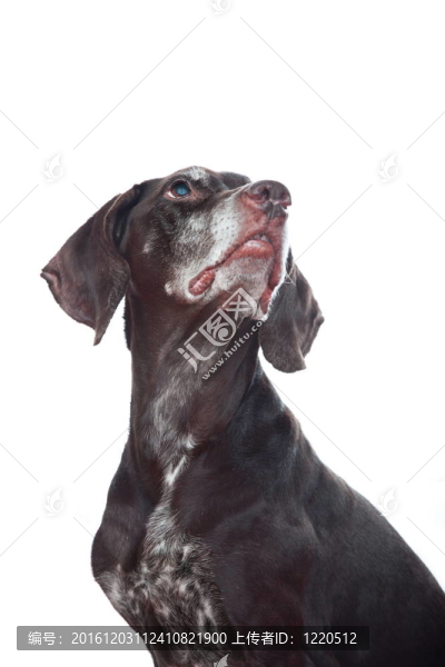 狗