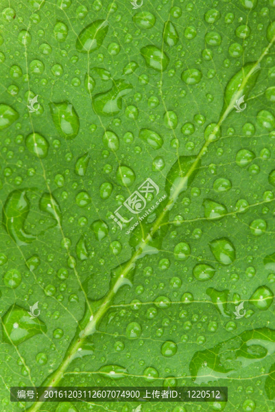 美麗的水滴在葉片特寫