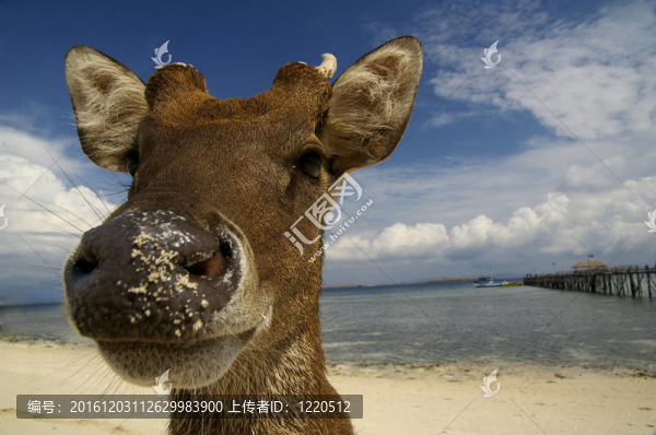 海灘上的鹿