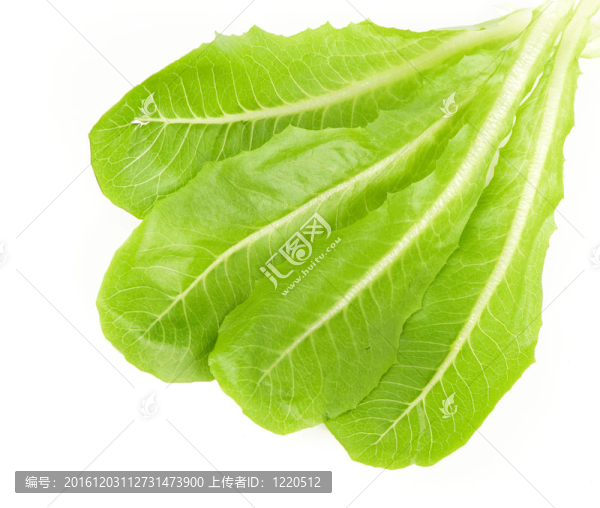 鮮綠色沙拉葉