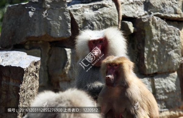 Hamadryas,baboon夫婦