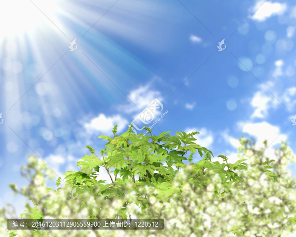 圖片的花