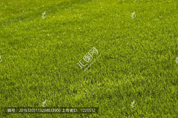 草坪
